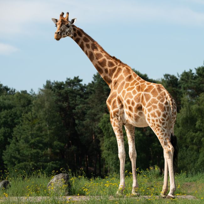 tall