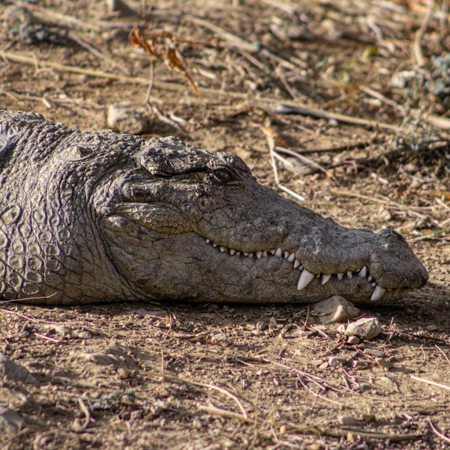 crocodile