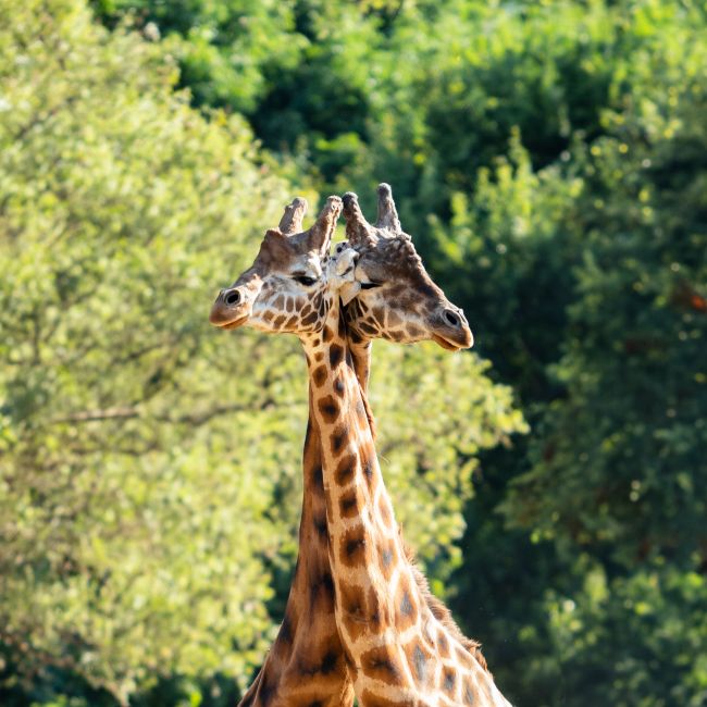 giraffe