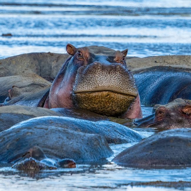 hippo