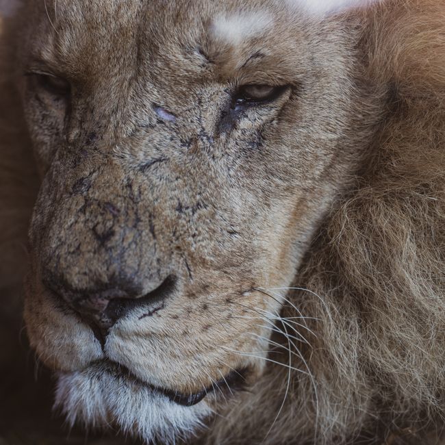 lion
