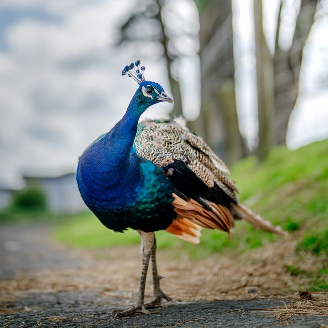 peacock