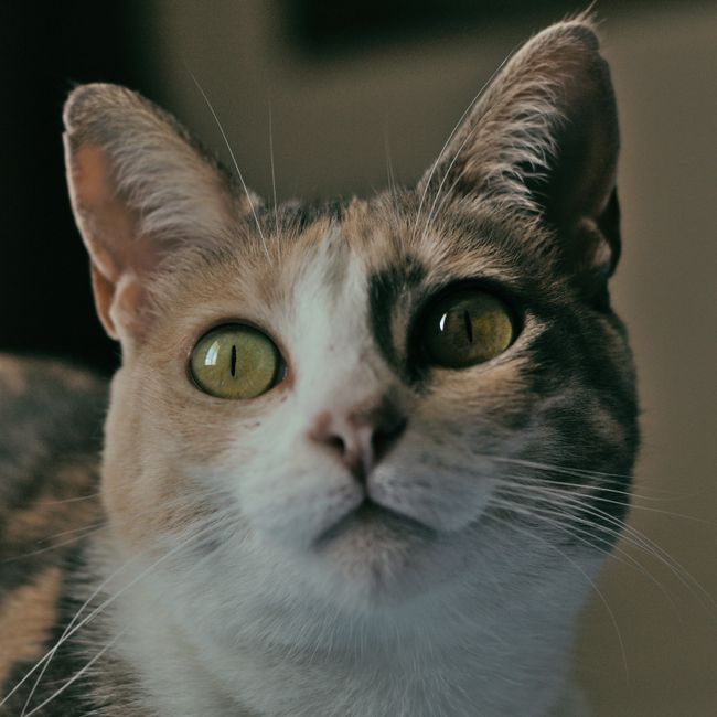 kitten