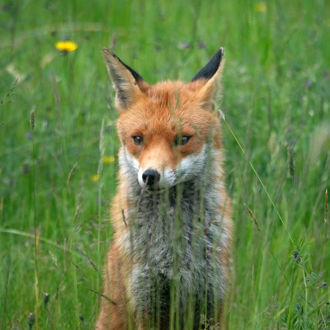 fox