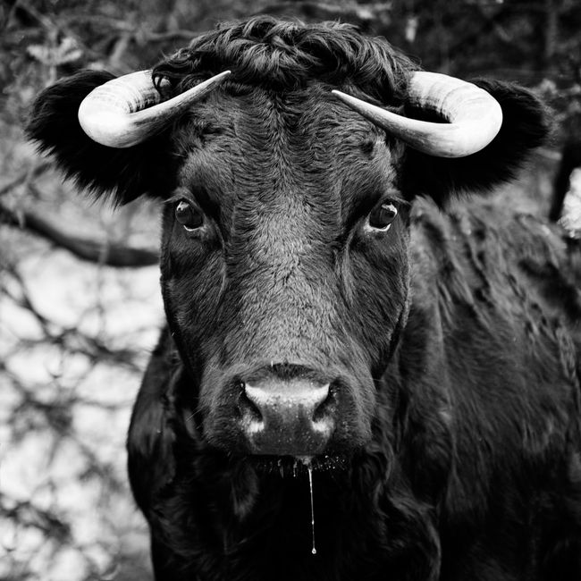 ox