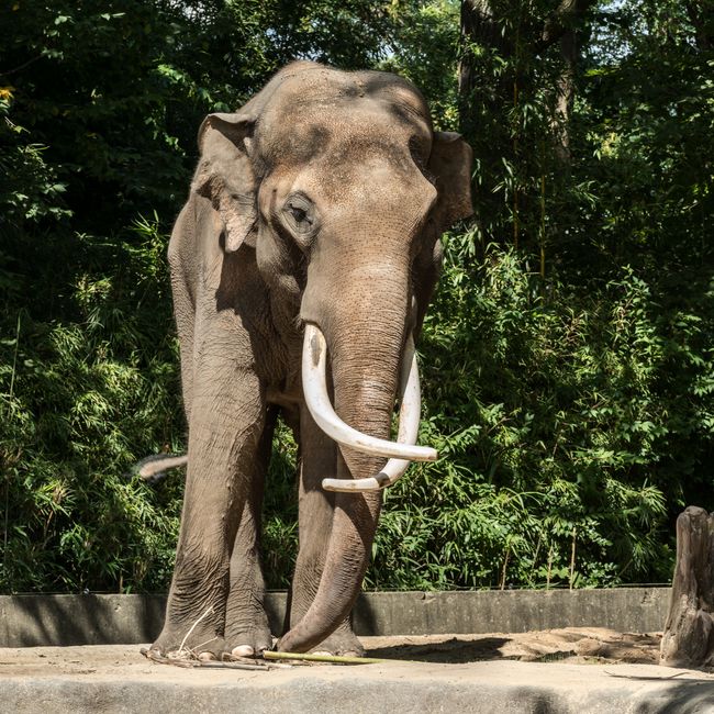 zoo