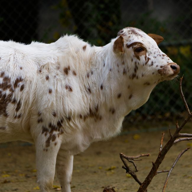 zebu