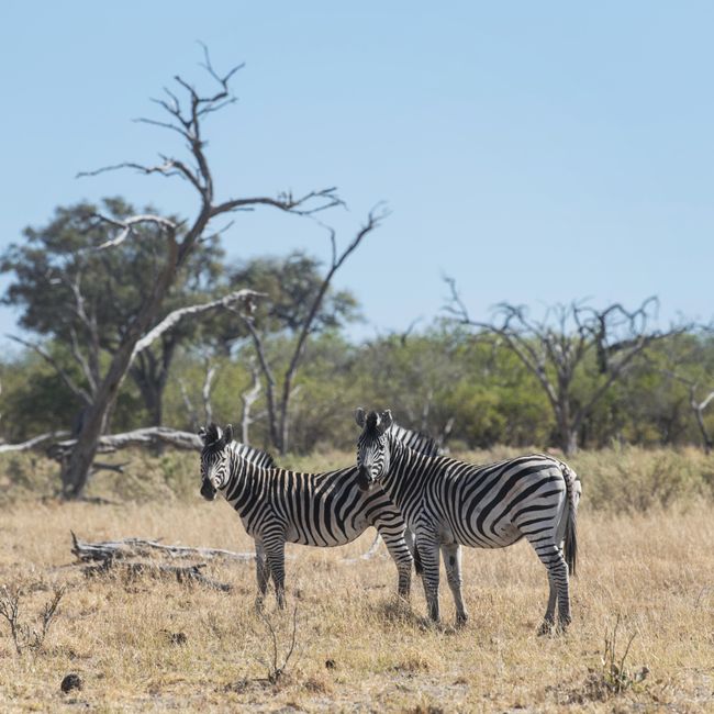 zebra