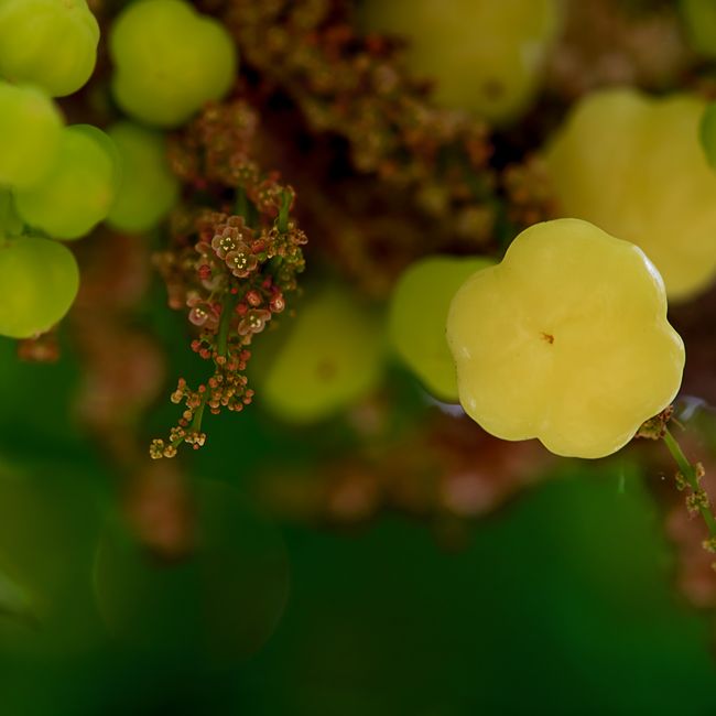 grapes
