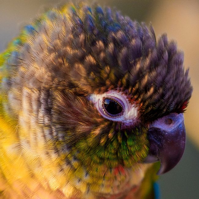 cheek