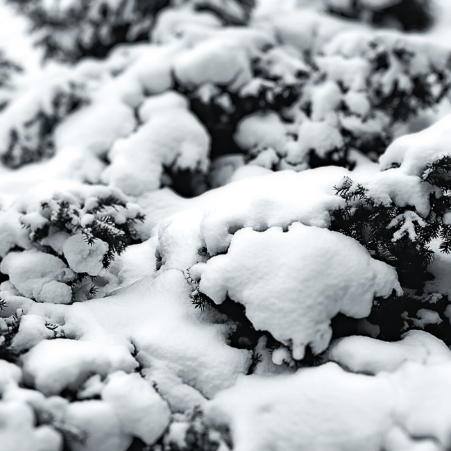 Snowy