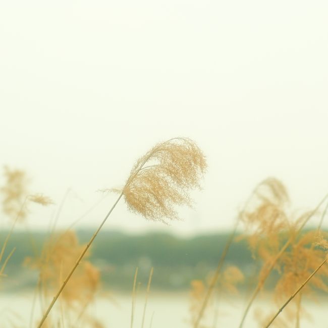 Windy