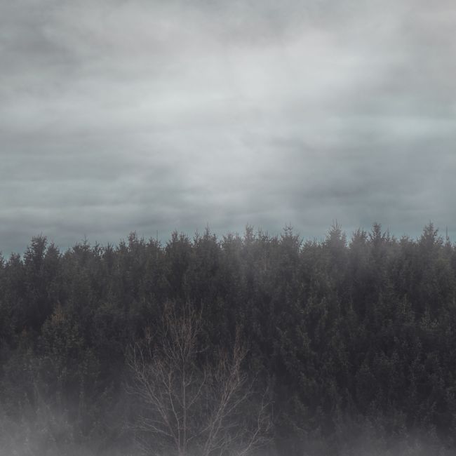Foggy