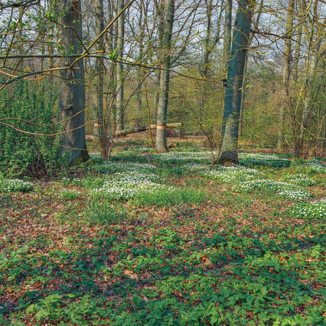 Spring