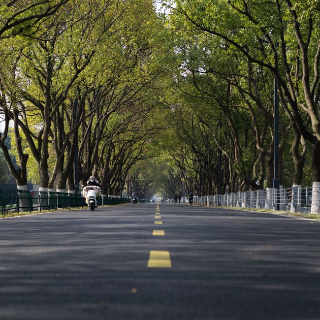 Avenue