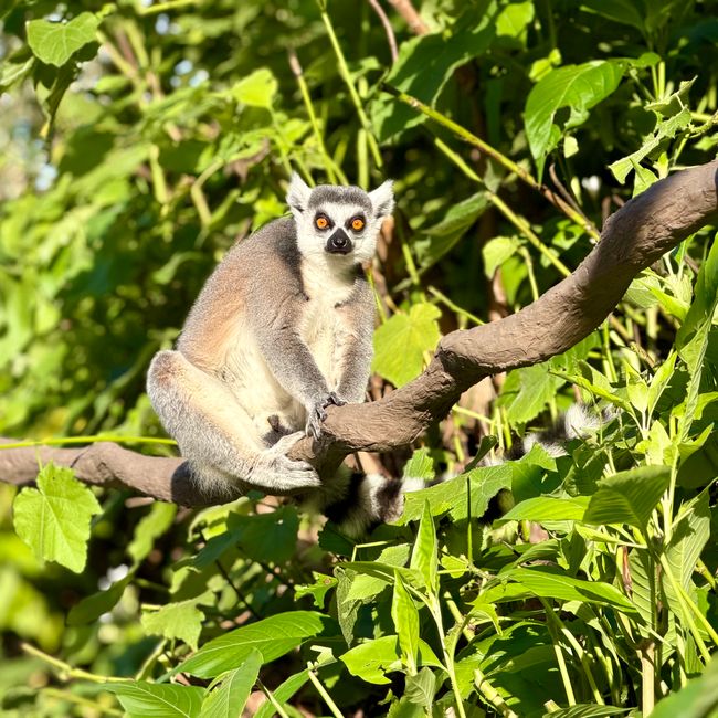 Zoo