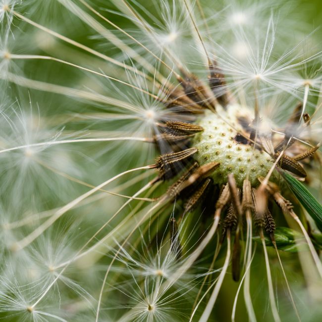 Allergy